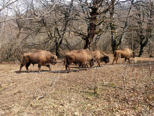 Azərbaycana daha 10 zubr gətirilib - FOTO