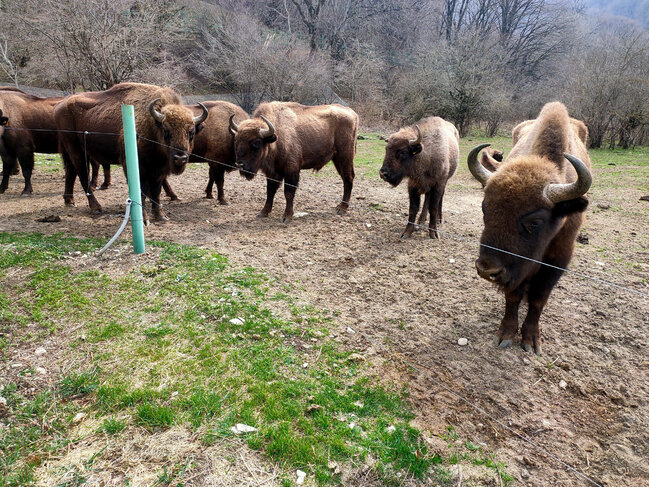 Azərbaycana daha 10 zubr gətirilib - FOTO