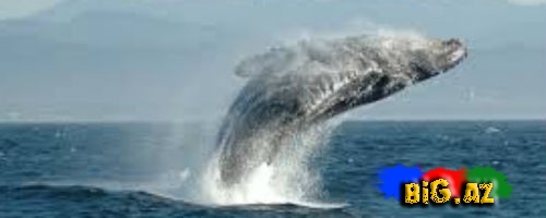 "Steojar" balina ətindən pivə hazırladı