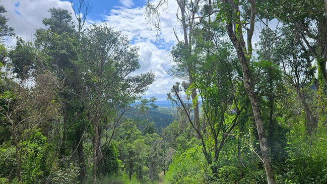 Alimlər "zombi ağacı"nı dəhşətli xəstəlikdən xilas etməyə çalışır